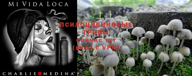 Псилоцибиновые грибы Psilocybe  Стрежевой 